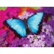 Iridescence - Butterfly