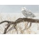 XXL Teile - Fallen Willow Snowy Owl