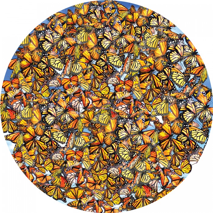 Puzzle Sunsout-35047 Lori Schory - Monarch Frenzy
