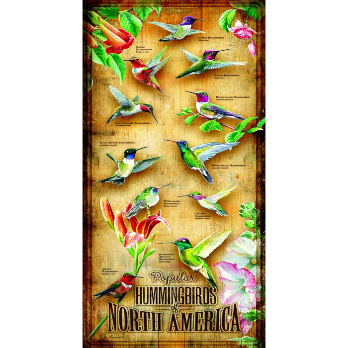 XXL Teile - Hummingbirds of North of America