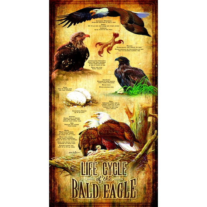 XXL Teile - Life Cycle of the Bald Eagle