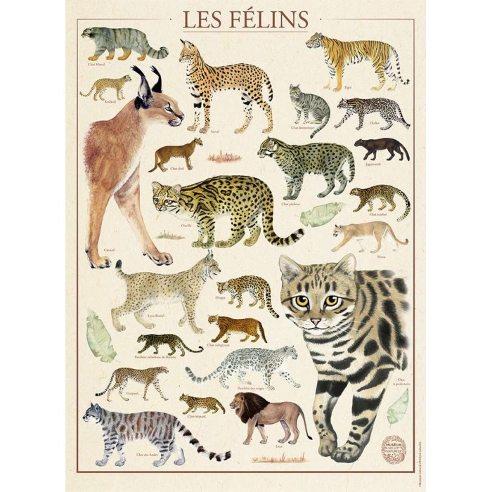 Puzzle   Katzen – Nationalmuseum für Naturgeschichte