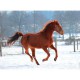 Pferd in der Schnee