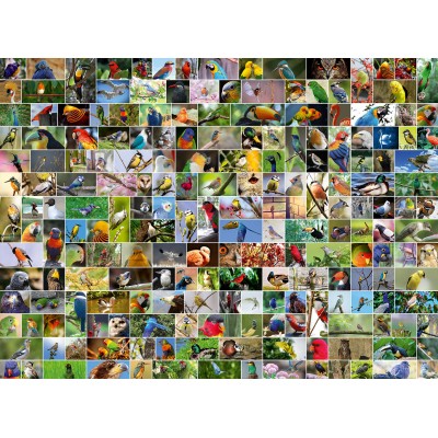 Puzzle Bluebird-Puzzle-70552-P Collage - World's most Beautiful Birds