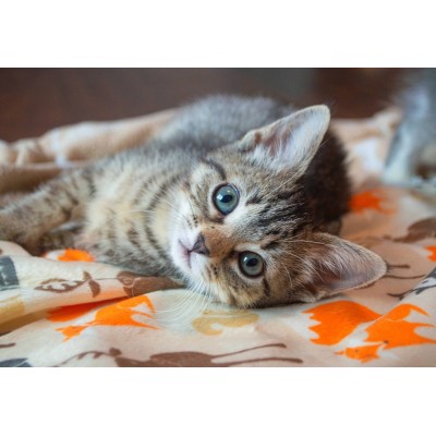Puzzle Bluebird-Puzzle-F-90083 Kitten