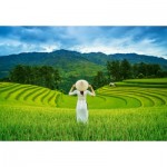 Puzzle  Castorland-105052 Rice Fields in Vietnam