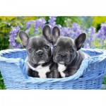 Puzzle   French Bulldog Puppies