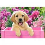 Puzzle   Labrador-Welpe in pinker Box