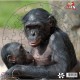 Bonobos Affen