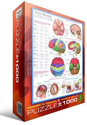 Puzzle Eurographics-6000-0256 Das menschliche Gehirn