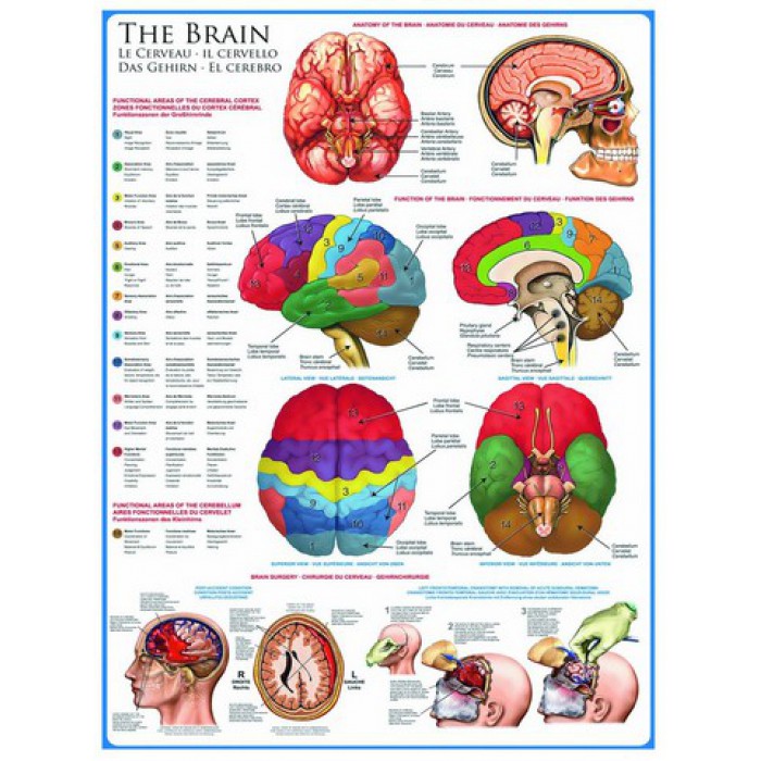 Puzzle  Eurographics-6000-0256 Das menschliche Gehirn