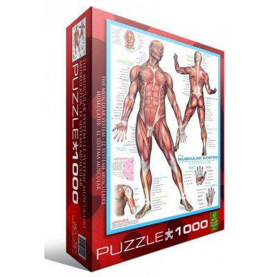 Puzzle Eurographics-6000-2015 Muskelsystem