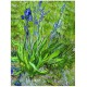 Van Gogh Vincent: Die Iris