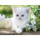 Weißes Kätzchen