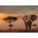 Nature Edition No 13 - Elefant in Masai Mara National Park