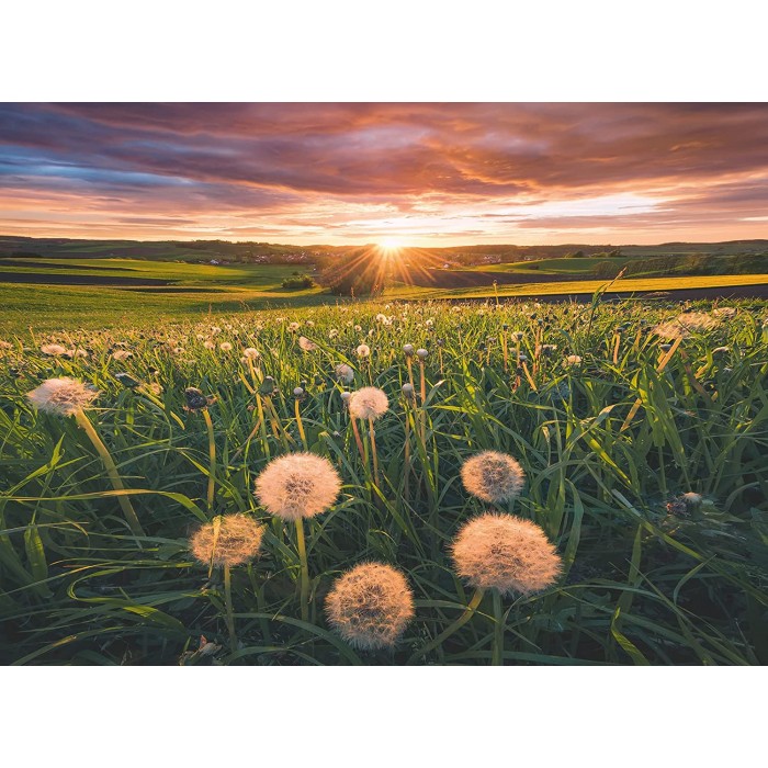 Nature Edition - Pusteblumen im Sonnenuntergang