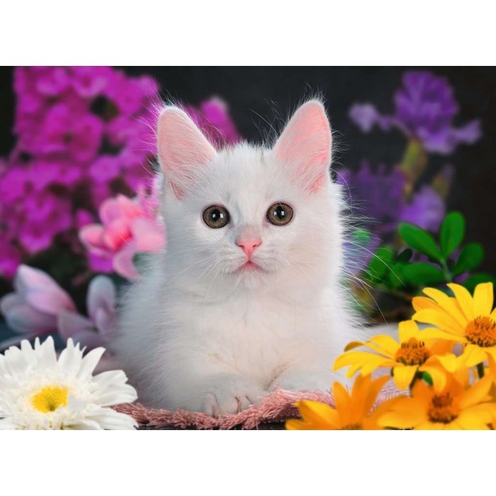 XXL Teile - White Kitten