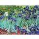 Van Gogh: Iris