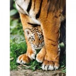 Puzzle   Bengalisches Tigerbaby