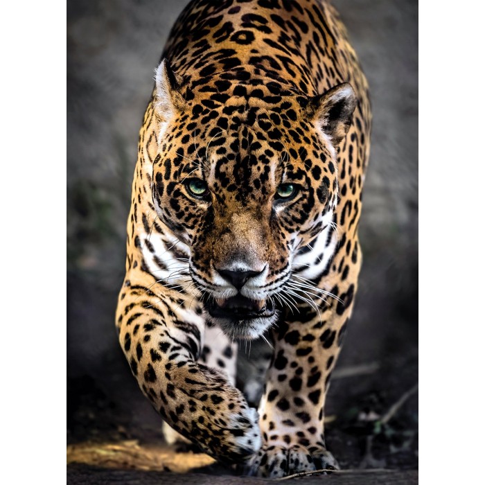 Puzzle Clementoni-39326 Spaziergang Des Jaguars
