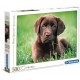 Labrador Welpe