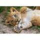 WWF - Löwenbaby