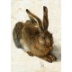 Albrecht Dürer - Der Hase, 1502