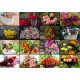 Collage - Blumen