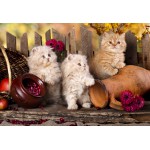Puzzle   XXL Teile - Persian kittens