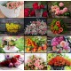 Collage - Blumen