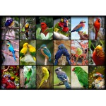 Puzzle   Collage - Die schönsten Vögel der Welt