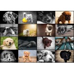 Puzzle   Collage - Hunde