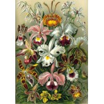 Puzzle   Ernst Haeckel: Les Orchidées, 1904