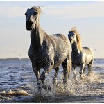 Puzzle  Grafika-01692 Pferde