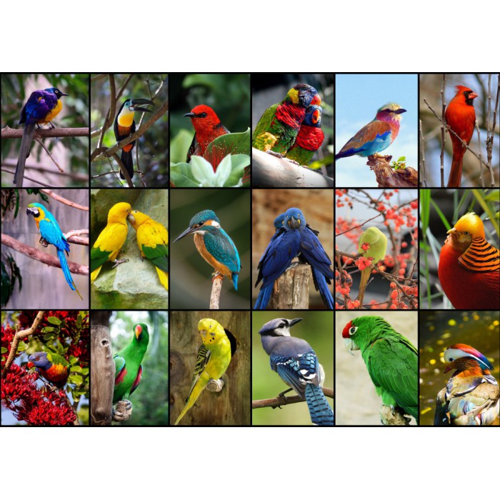 Puzzle Grafika-F-30101 Collage - Die schönsten Vögel der Welt