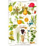 Puzzle   Illustration du Larousse Medical Illustré: Plantes Astringentes et Apéritives, 1912