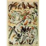 Puzzle   Illustration du Larousse pour Tous: Oiseaux, XIXè Siècle
