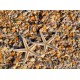 Muscheln und Seestern