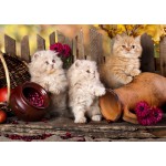 Puzzle   Persian kittens