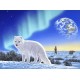 Schim Schimmel - Artic Fox
