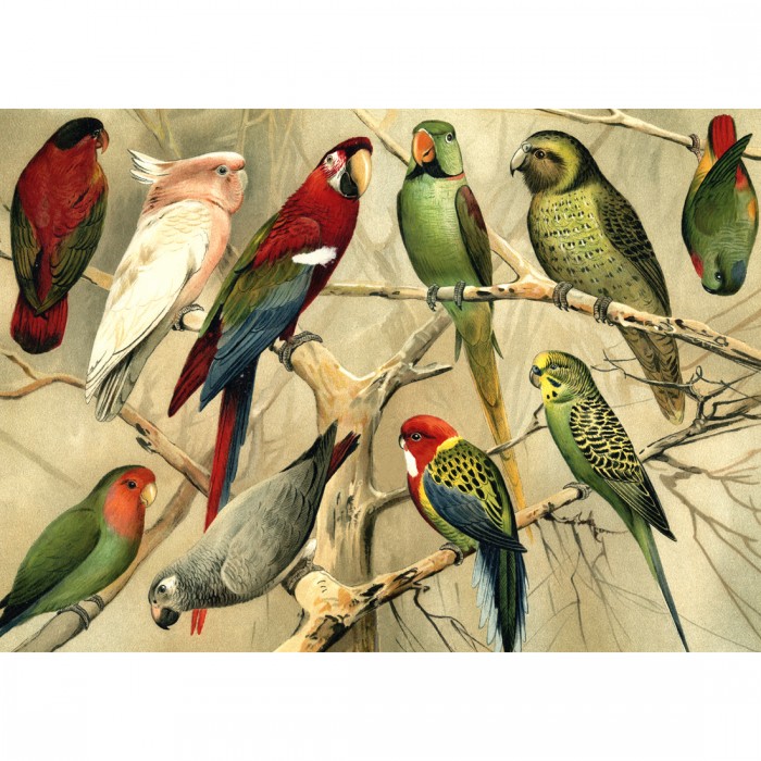 Puzzle Kiub-78903 Papageien
