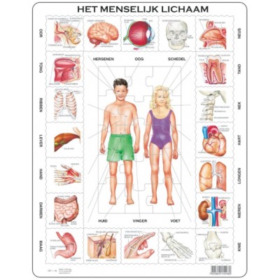 Larsen Rahmenpuzzle - FrozenHet Menselijk Lichaam (Holländisch) 35 Teile Puzzle Larsen-OB1-NL