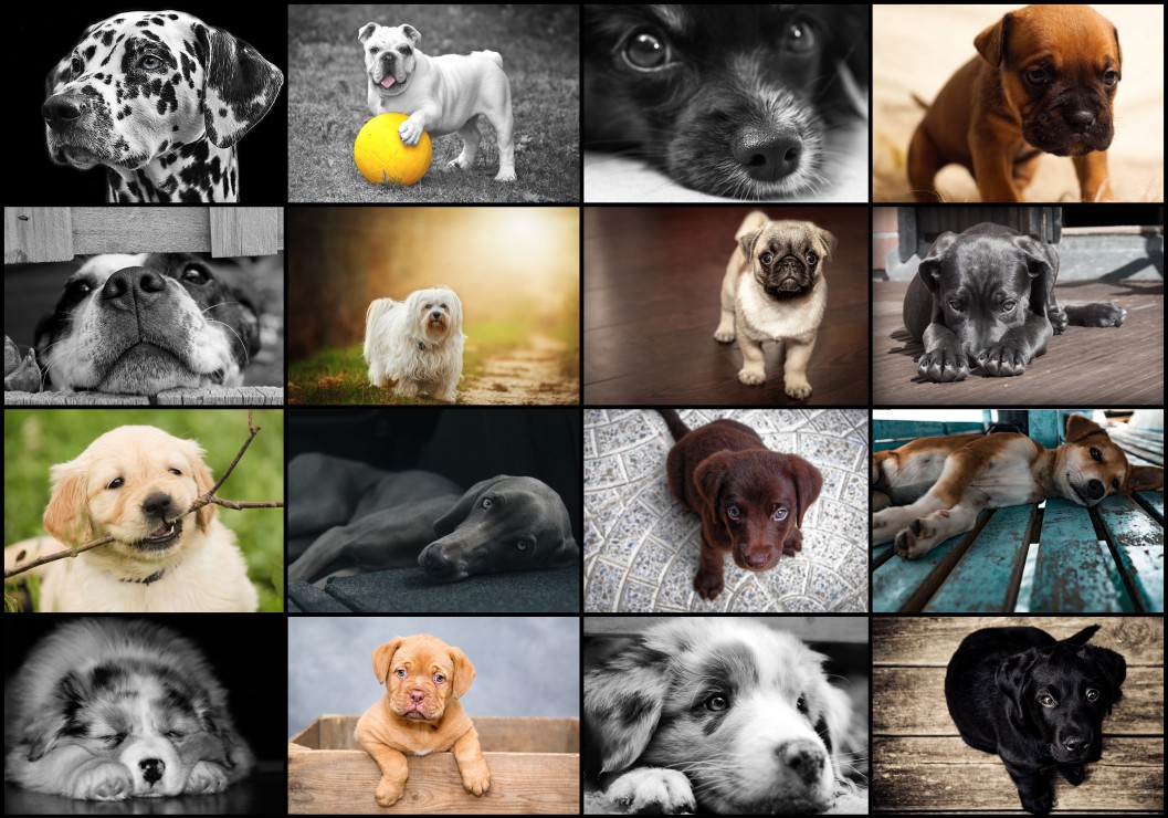 Vorschaubild von Collage - Hunde Vorschaubild von Collage - Hunde
