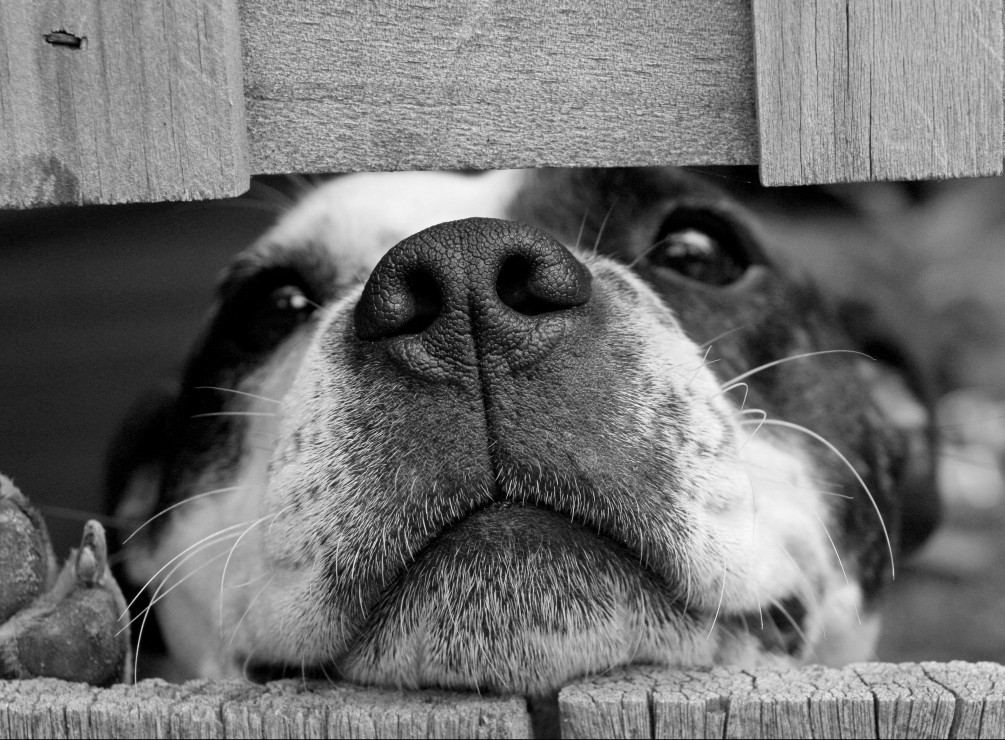 Vorschaubild von Hund Vorschaubild von Hund