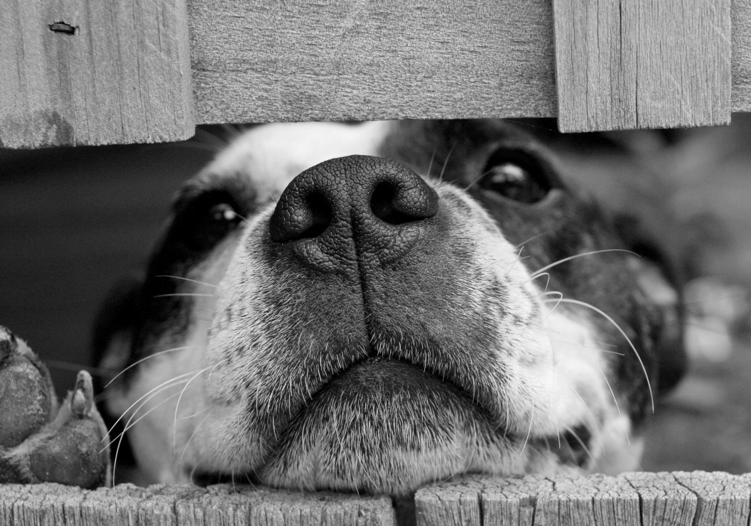 Vorschaubild von Hund Vorschaubild von Hund