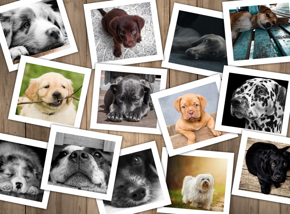 Vorschaubild von Hunde Vorschaubild von Hunde