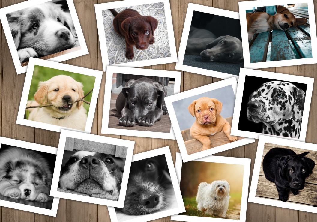 Vorschaubild von Hunde Vorschaubild von Hunde