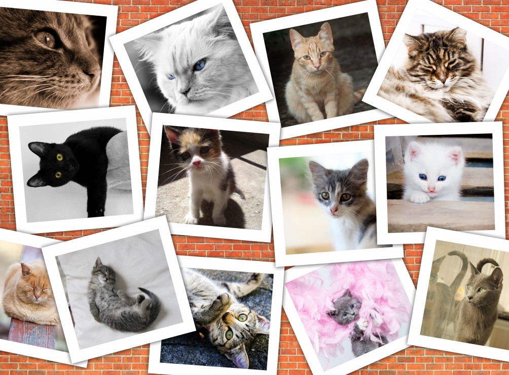 Vorschaubild von Katzen Vorschaubild von Katzen