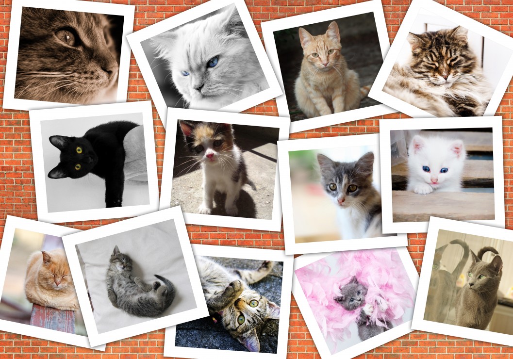 Vorschaubild von Katzen Vorschaubild von Katzen