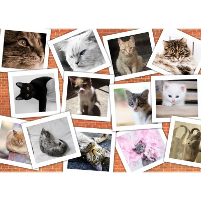 Grafika Collage - Chats 48 Teile Puzzle Grafika-F-32638